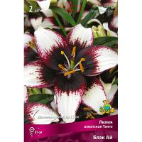 Лилия Азиатская Танго Блэк Ай (14/16) 2 шт