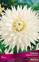 Георгина полукактусовая Май Лав (I) 1 шт