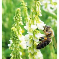 Семена донника белого двухлетнего 1 кг