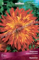 Георгина полукактусовая Вурвогел (I) 1 шт 