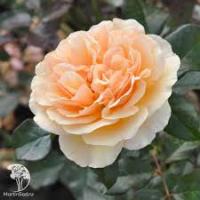 Роза парковая Кулинарная Жорди Рока 