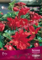 Бегония Ампельная Скарлет (5/6) 1шт