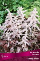 Астильба Арендса Колор Флэш (I) 1 шт
