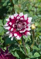 Георгина декоративная Пэтчиз (I) 1 шт