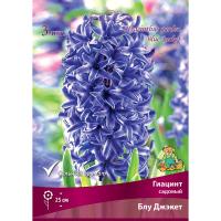 Гиацинт Садовый Блу Джекет (15/16) 3шт.