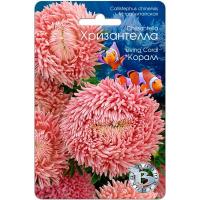 Астра Хризантелла Коралл 30шт