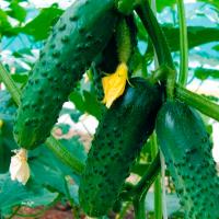 Огурец Меренга F1 1000 шт