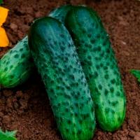 Огурец Караоке F1 100шт