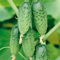 Сем Алт Огурец Серпантин 0,5г ч\б