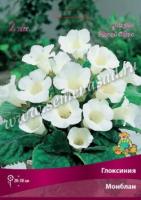 Глоксиния Монблан (5/6) 1 шт 