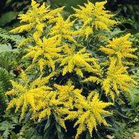 Золотарник гибридный Страхленкрон (I)