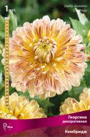 Георгина декоративная Кембридж (I) 1 шт