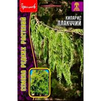 Кипарис плакучий 20шт