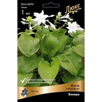 Хоста гибридная Винус (Венера) (I) 1шт