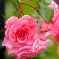 Саженцы Роза плетистая Дрим Уивер