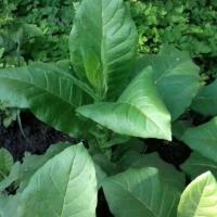 Табак курительный Остролист 316