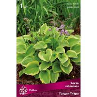 Хоста гибридная Голден Тиара (I) 1 шт 