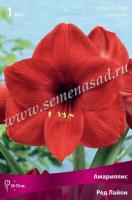 Амариллис простой Ред Лайон (ярко-красный, 1шт, 24/26) 