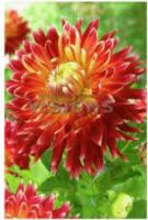 Георгина декоративная Акита (I) 1 шт 