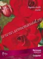 Бегония Махровая Скарлет