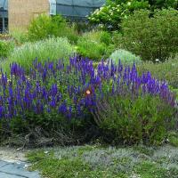 Сальвия дубравная (Шалфей) Блаукенигин (I)