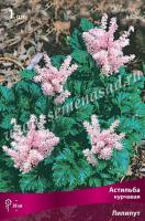 Астильба курчавая Лилипут (I) 1 шт
