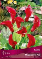 Калла Маджестик Ред 14/16