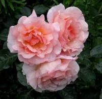 Роза парковая Компасион 