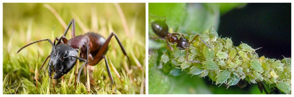 муравей-и-тля.jpg