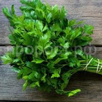 PETRUSHKA-ITALYANSKIJ-GIGANT PETRUSHKA-ITALYANSKIJ-GIGANT