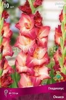 gladiolus-krupnotsvetkovyy-okaso