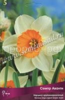 Нарцисс Семпре Аванти