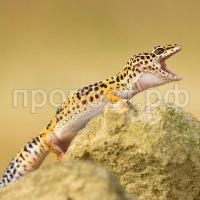 Пятнистый леопардовый эублефар (Eublepharis macularius) Пятнистый леопардовый эублефар (Eublepharis macularius)