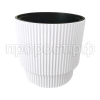 Жасмин 40белый