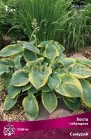 Хоста гибридная Самурай Хоста гибридная Самурай