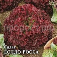 Салат Лолло Росса Салат Лолло Росса