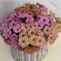 Без названия (1)