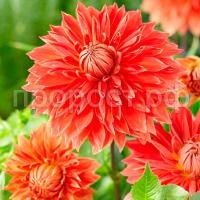 паркленд паркленд