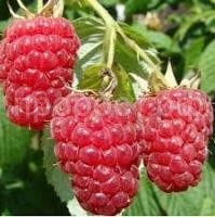 Без названия Без названия