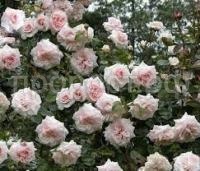 Без названия Без названия