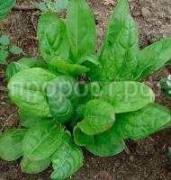 Щавель чемпион Щавель чемпион