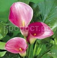 кэптин романс кэптин романс