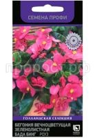 бегония бада бинг роуз бегония бада бинг роуз