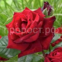 Без названия Без названия