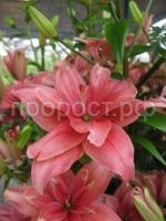лилия махровая Пинк блоссом