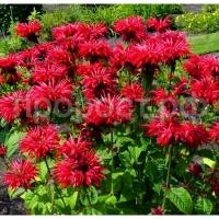 Monarda%20didyma%20Cambridge%20Scarlet0-800x800
