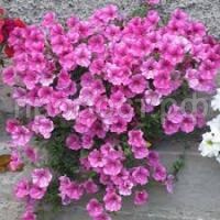 Без названия Без названия