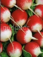 Редис розово-красный Редис розово-красный