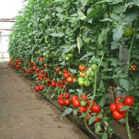 Томат Дар Заволжья 0,2г